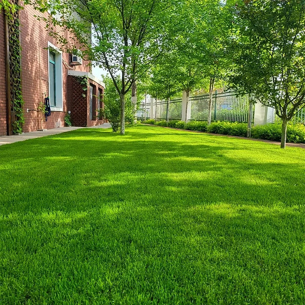 7 Days Germination🌱 Evergreen dwarf grass seed for four seasons🌾 HOT