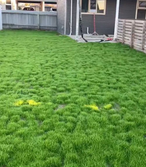 Customer lawn result