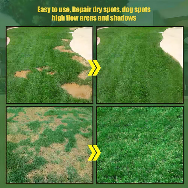 7 Days Germination🌱 Evergreen dwarf grass seed for four seasons🌾 HOT