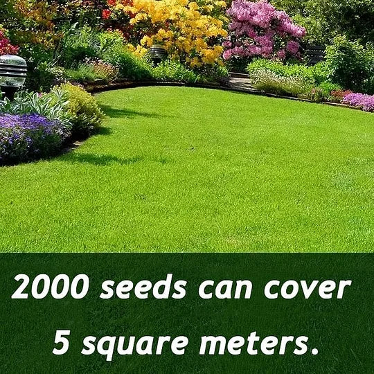7 Days Germination🌱 Evergreen dwarf grass seed for four seasons🌾 HOT